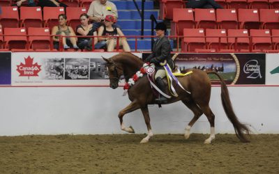 Keystone Centre Welcomes the Return of the Arabian Horses with Canada’s National Arabian Championship