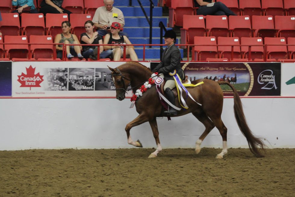 Keystone Centre the Return of the Arabian Horses with Canada’s